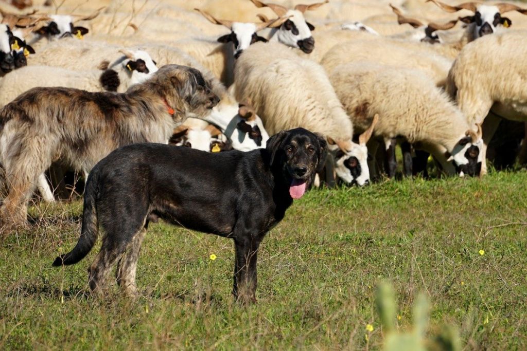 Собака-пастух
