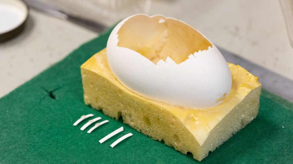 Яичная скорлупа