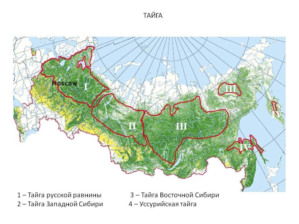 Лось в тайге